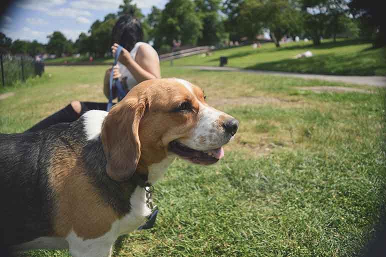 animal-dog-pet-park-sm